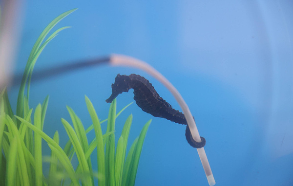 Пресс-служба Приморского океанариума