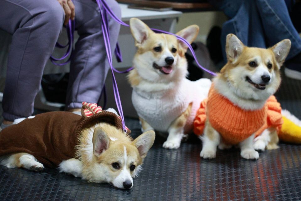    Новогоднее дог-шоу в Барнауле. Источник: Олег Укладов