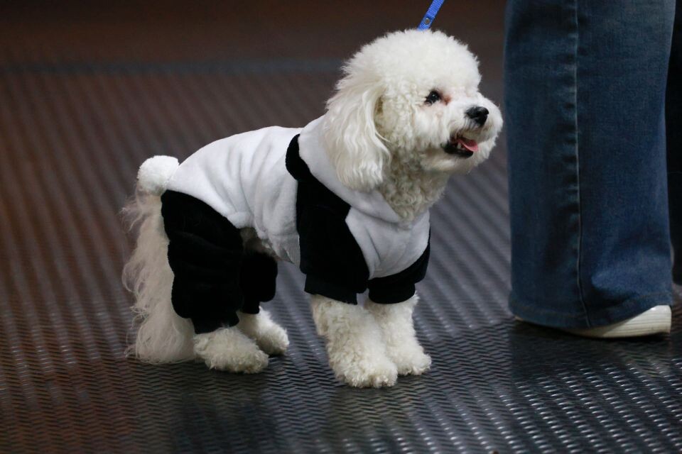    Новогоднее дог-шоу в Барнауле. Источник: Олег Укладов