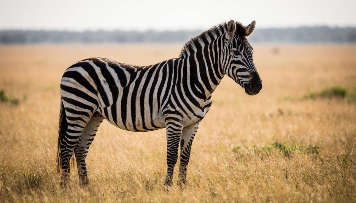 Зебра - травоядное животное