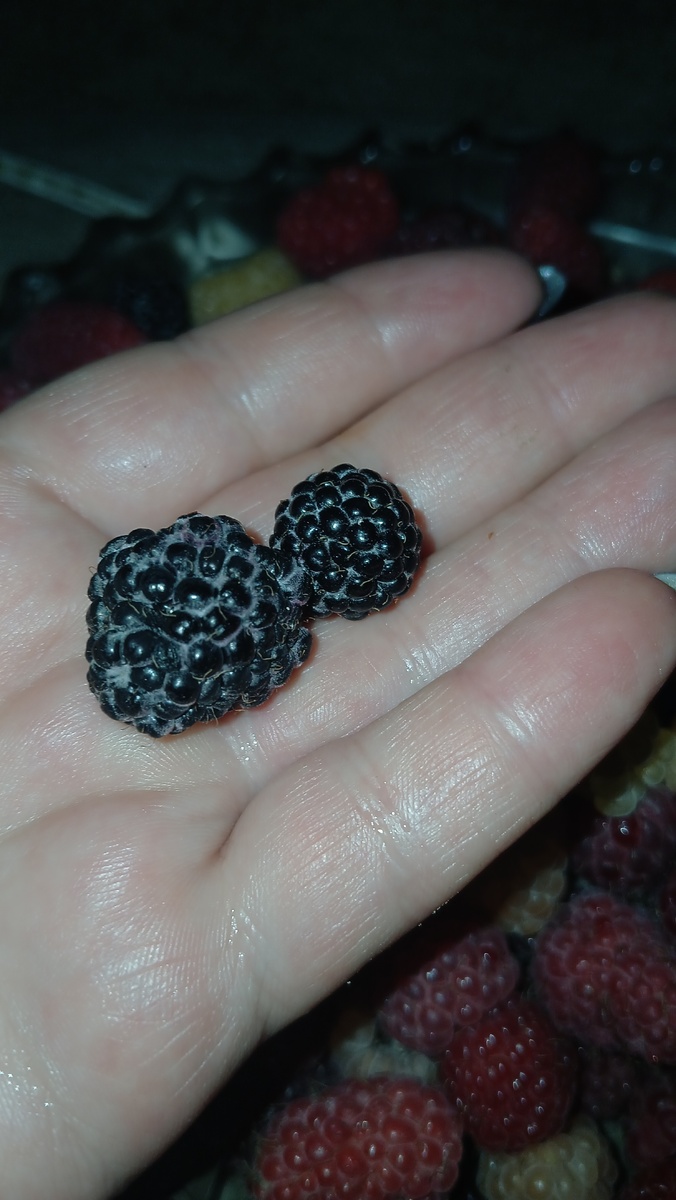 Кумберленд и уголёк, сравнение размера.