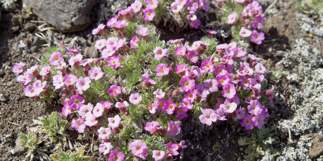 Начинаю знакомиться с новичками