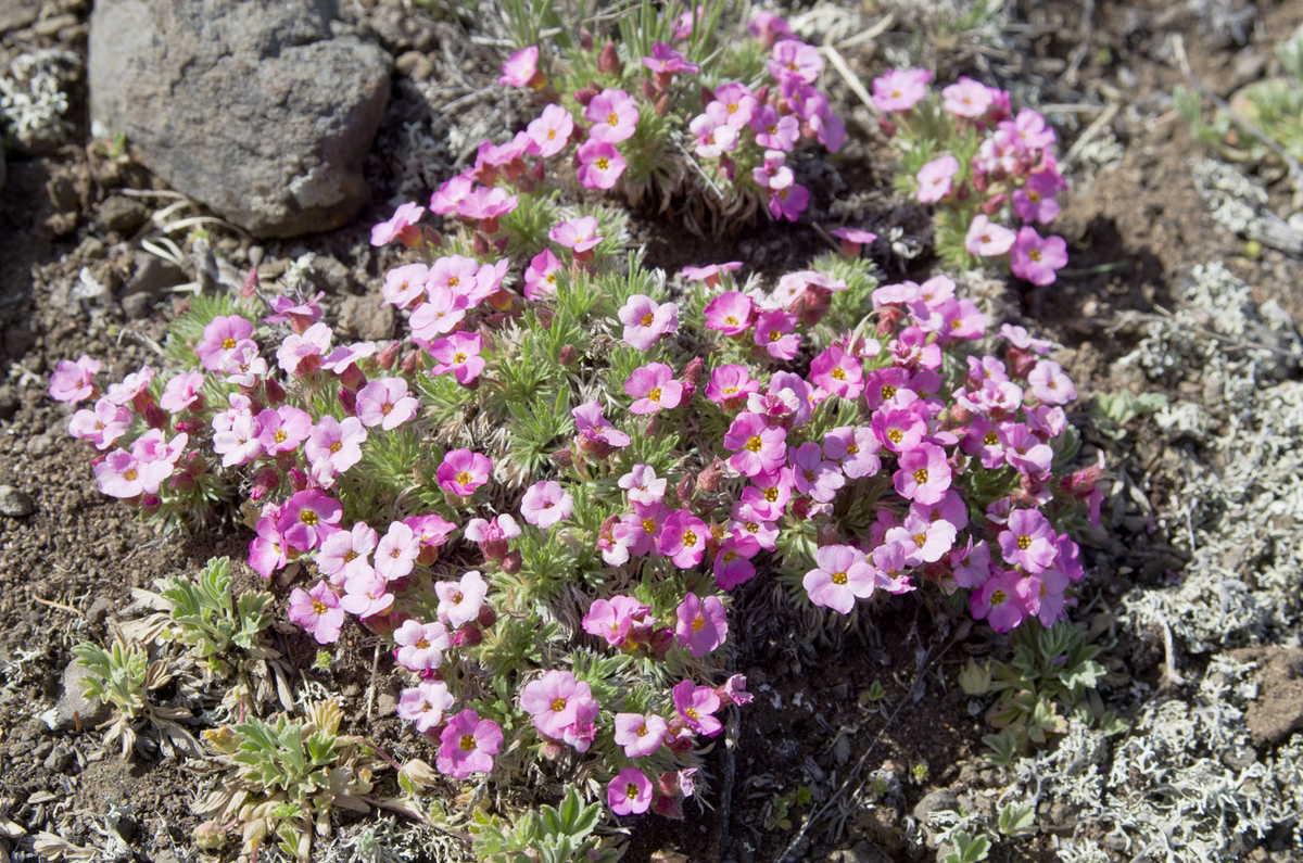 Источник: https://www.plantarium.ru/page/image/id/695296.html, автор фото Наталья Гагаринова