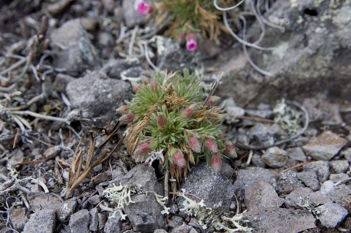 Источник: https://www.plantarium.ru/page/image/id/565798.html, автор фото Георгий Лазьков