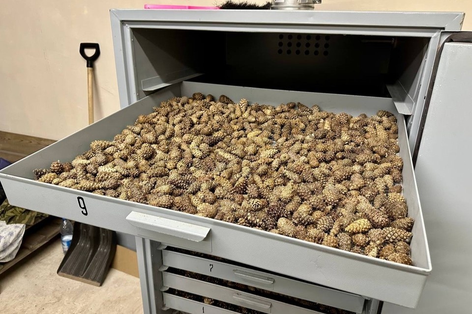    Для обеспечения будущих посадок заготовлено 3 тонны сосновых шишек. Фото: Бузулукский бор