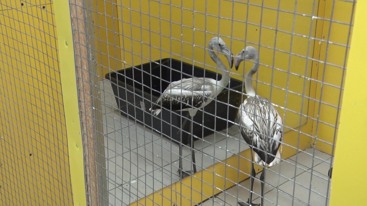    Ветеринары Югры в течение года помогали экзотическим животным