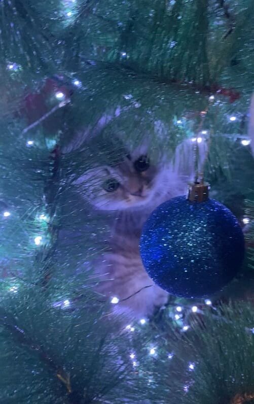    Фото: Амур.инфо