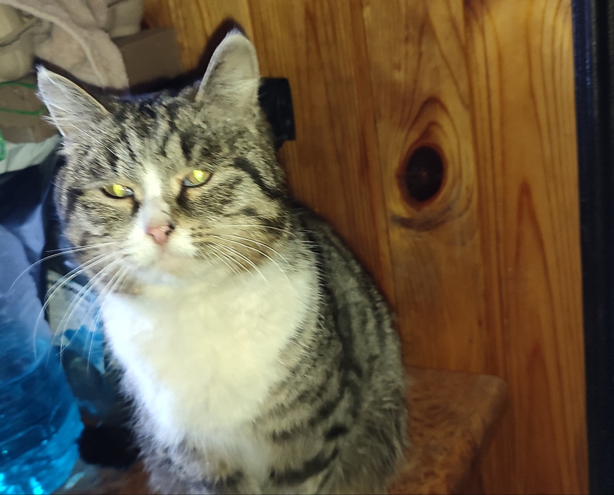 Артёмка. Как оказалось, самое воспитанное животное в моём доме. 