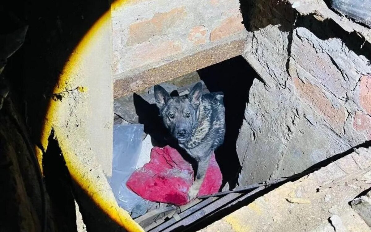    Упавшую в овощную яму собаку спасли в Удмуртии