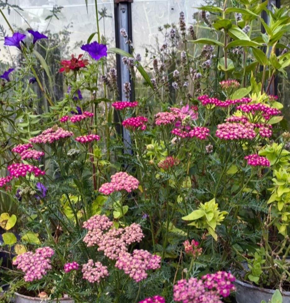 Тысячелистник