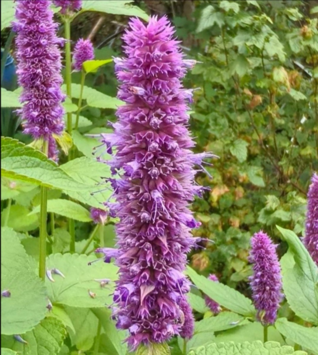 Цветок корейской мяты