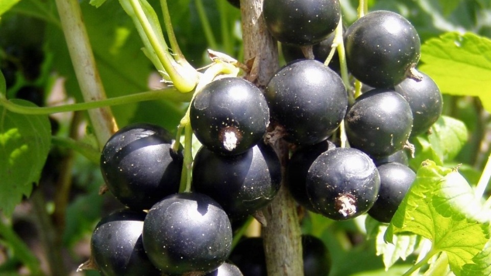 Черная смородина посадка и уход. Опыт садоводов.