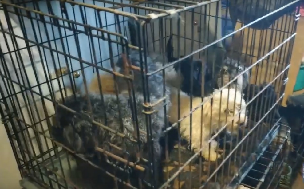    Скриншот видео Фонда помощи бездомным животным «Зоология»