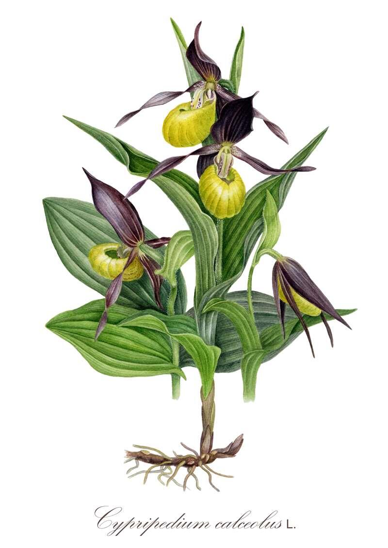    венерин башмачок настоящий рисунок Полежаева МА stalker