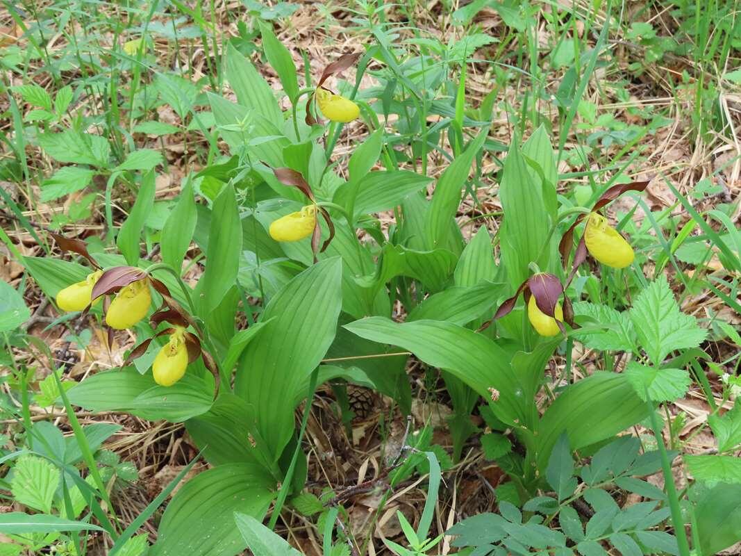   Венерин башмачок настоящий фото Санатин СП  stalker