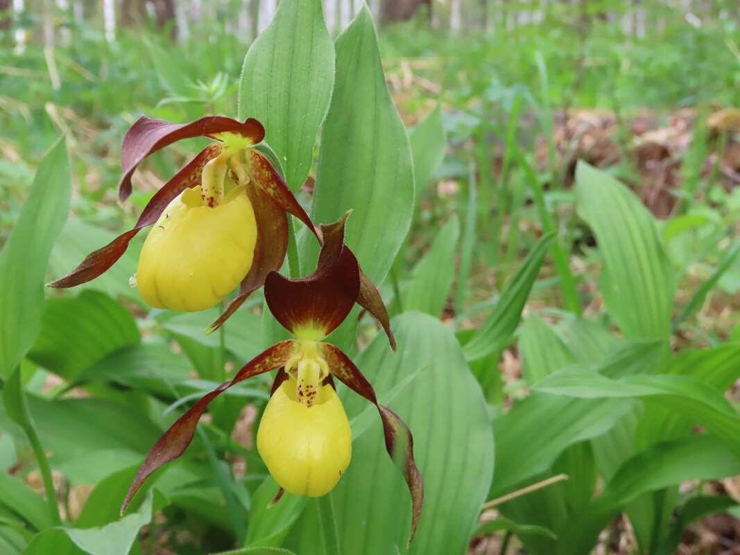    Венерин башмачок настоящий. Фото Санатин СП stalker