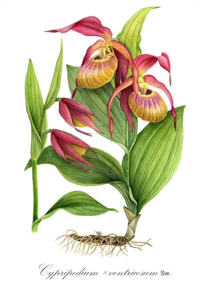    Венерин башмачок вздутый. Рисунок Полежаева Мария  stalker