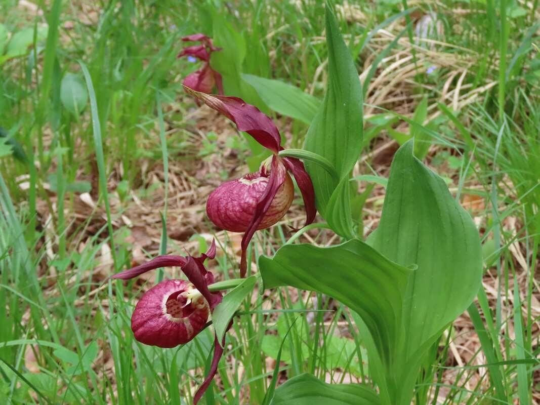    Венерин Башмачок вздутый. Фото Санатин Сергей stalker