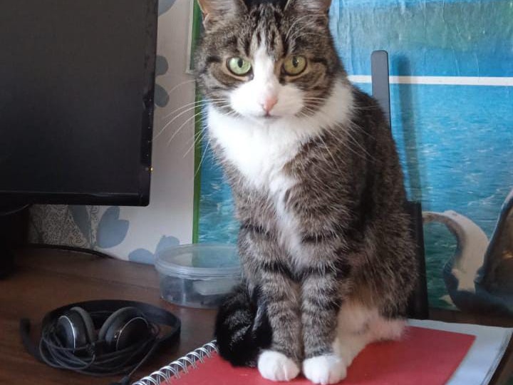 Кошачья ламбада