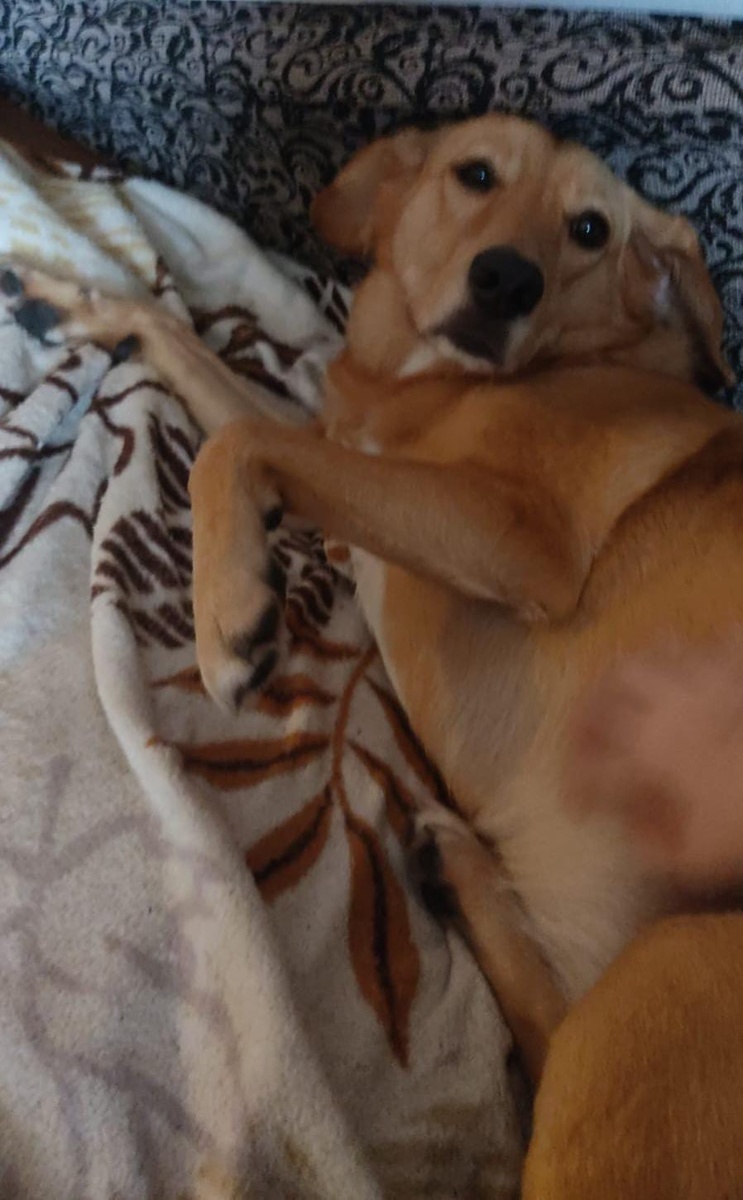 Плохо воспитанная лахудра на личном диване 