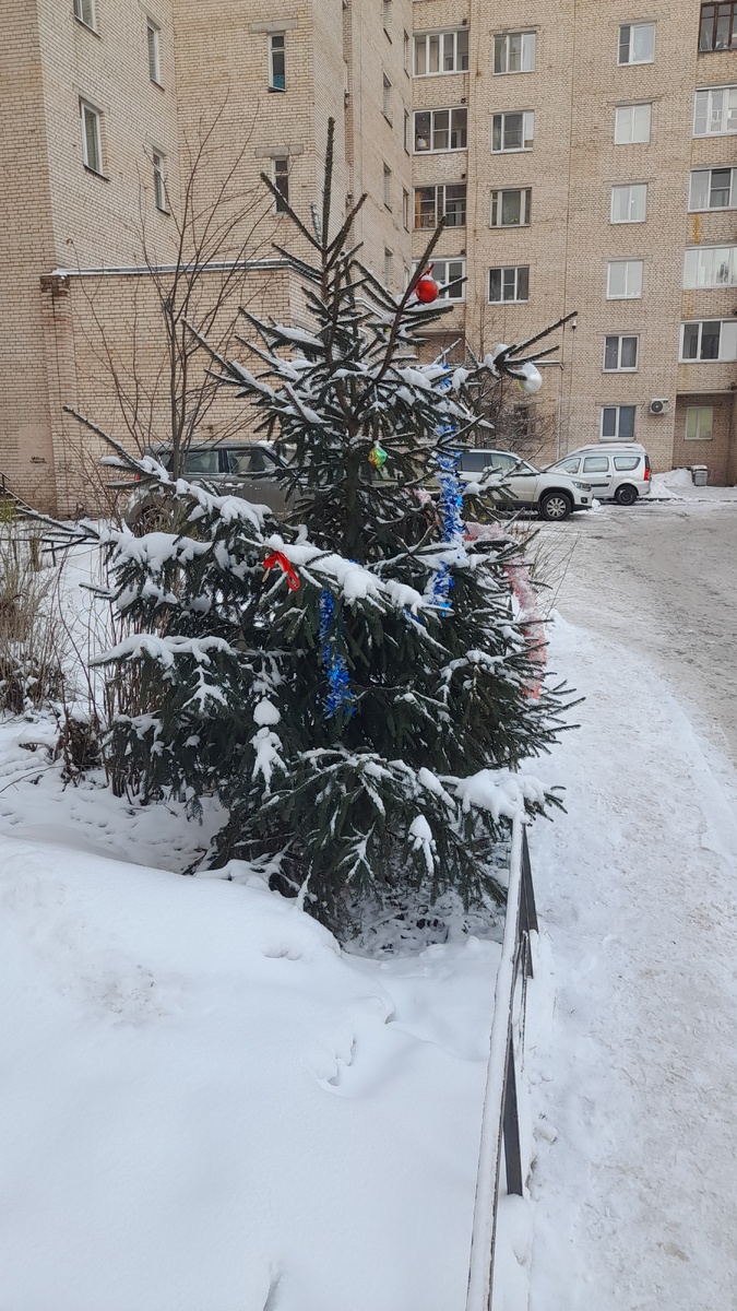 Ёлочка в нашем дворе 26 декабря 2023г.