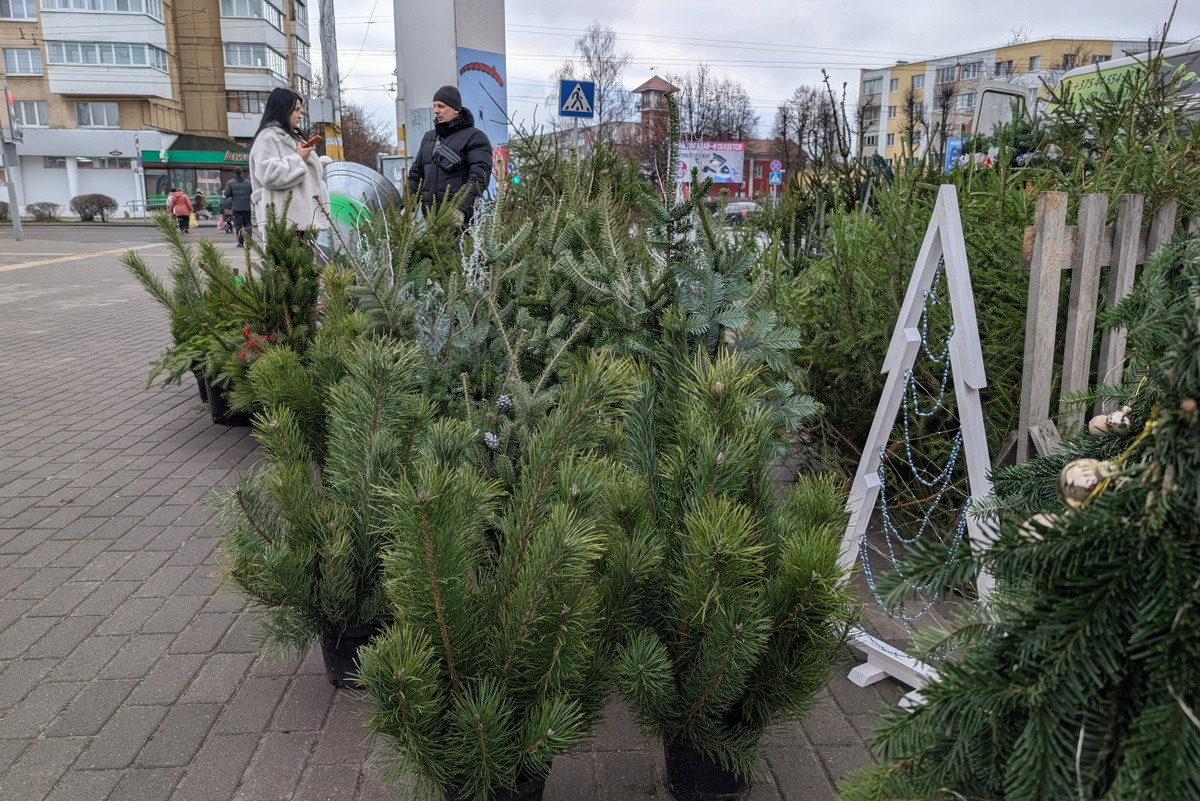    Елки лесные и елки с затеей. Почем они в Бобруйске и есть ли предновогодний ажиотаж