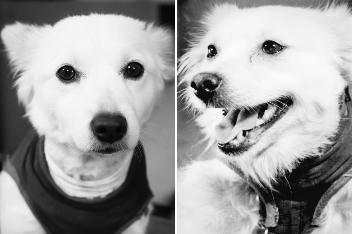 Собаки Жулька и Жемчужина (реконструкция старого фото)