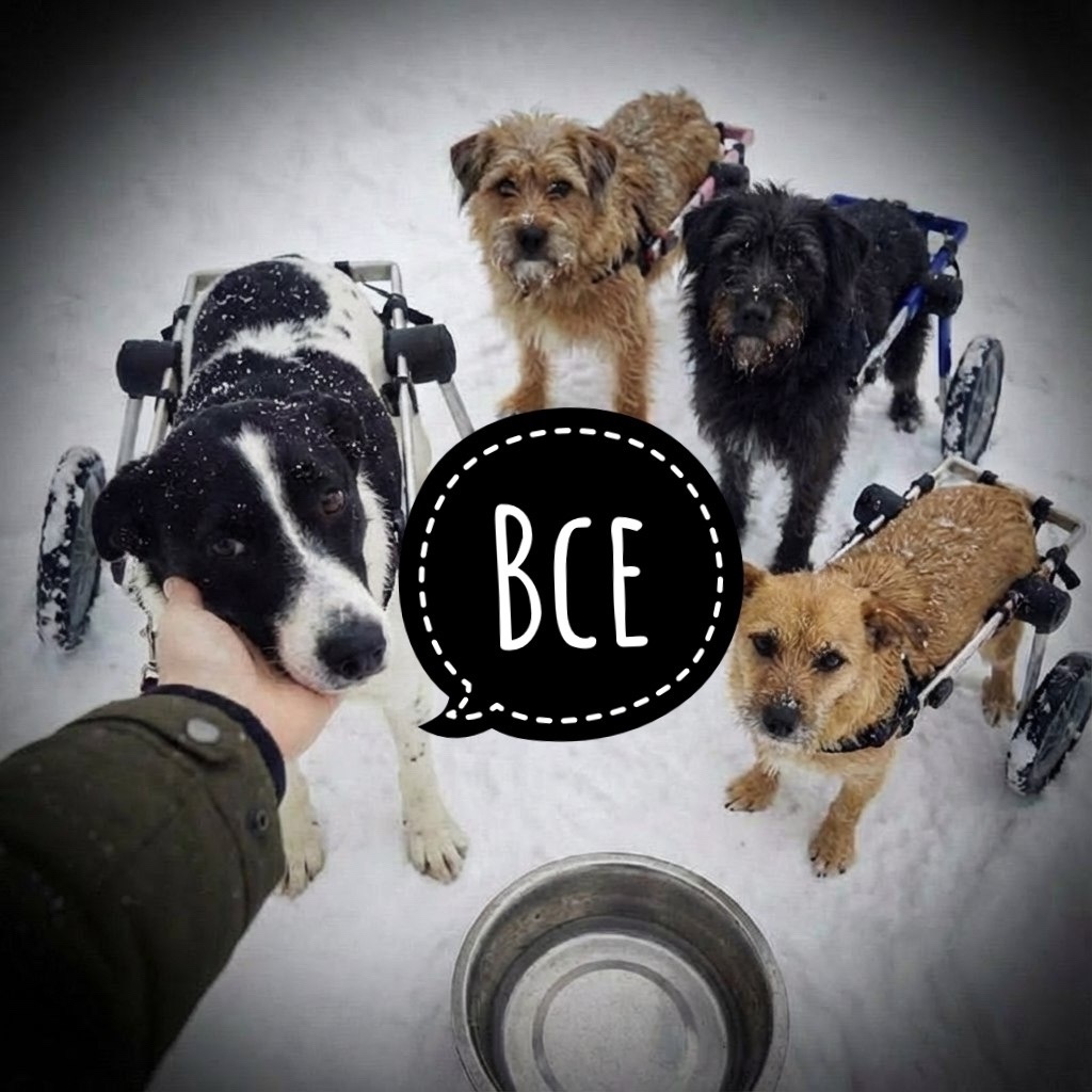 На новогоднюю ночь и новогодние каникулы у нас НЕТ ЕДЫ ЖИВОТНЫМ!