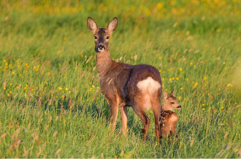 5. Косуля с козлёнком