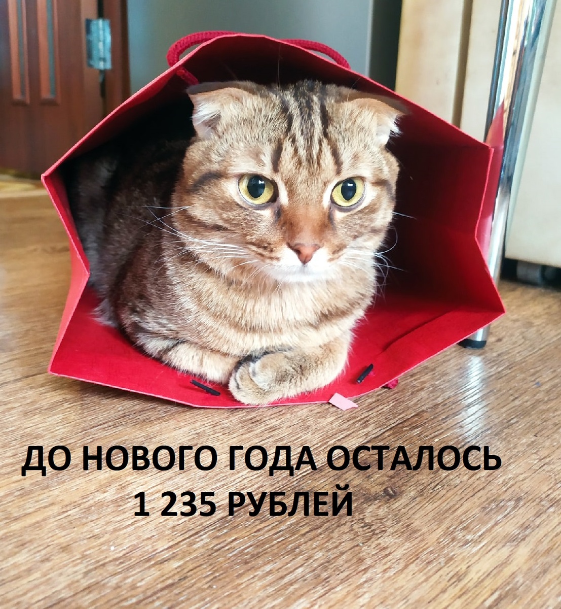 Мой котик
