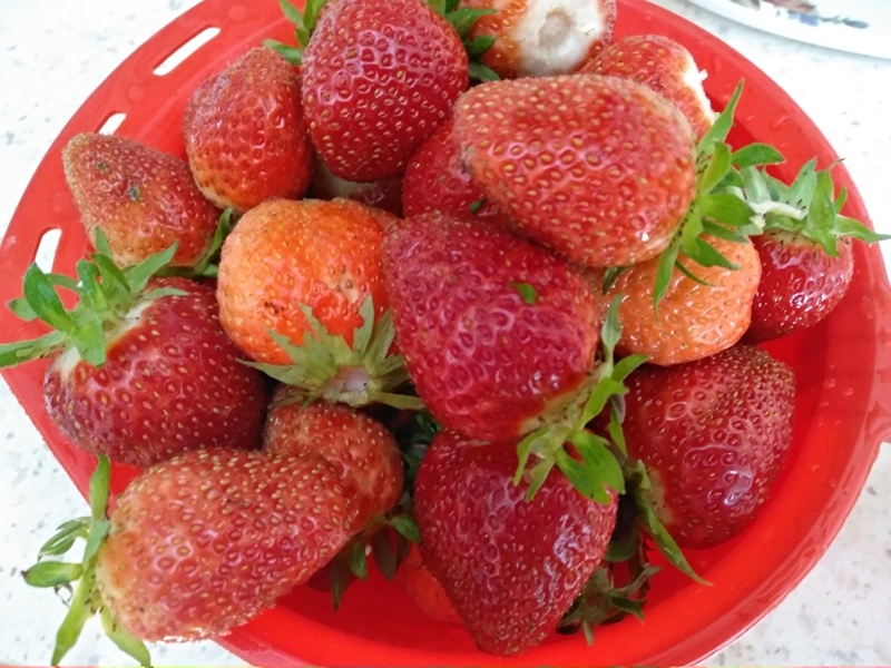 Показываю клубнику, выращенную в этом сезоне 