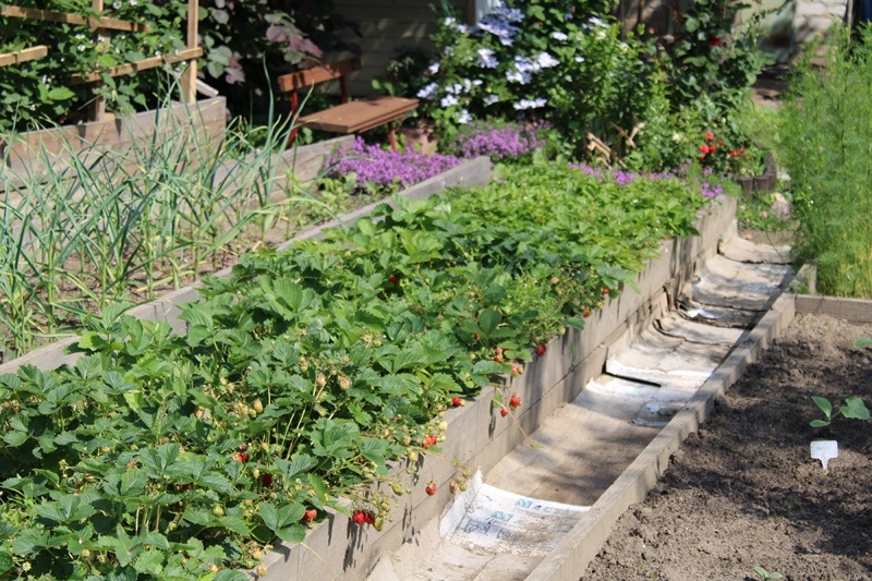 Ягодные кусты в середине июня освещены солнцем в течение всего дня