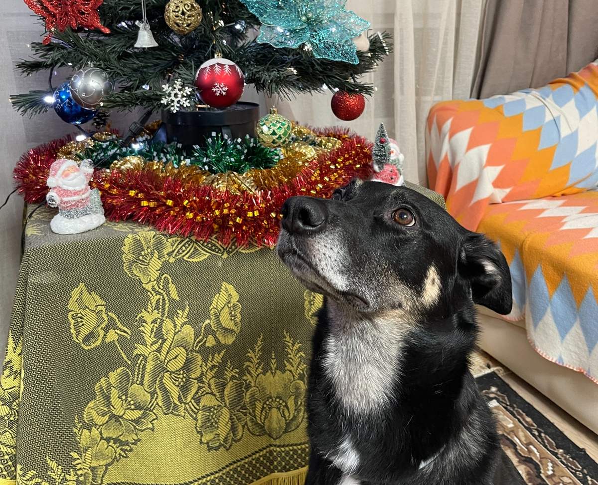 Это я в прошлом году перед Новым годом 🎄😊