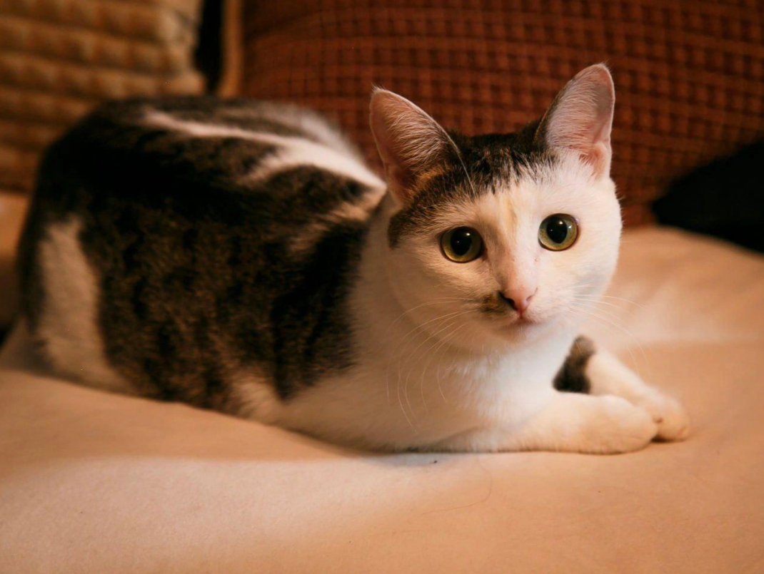    Приют Муркот