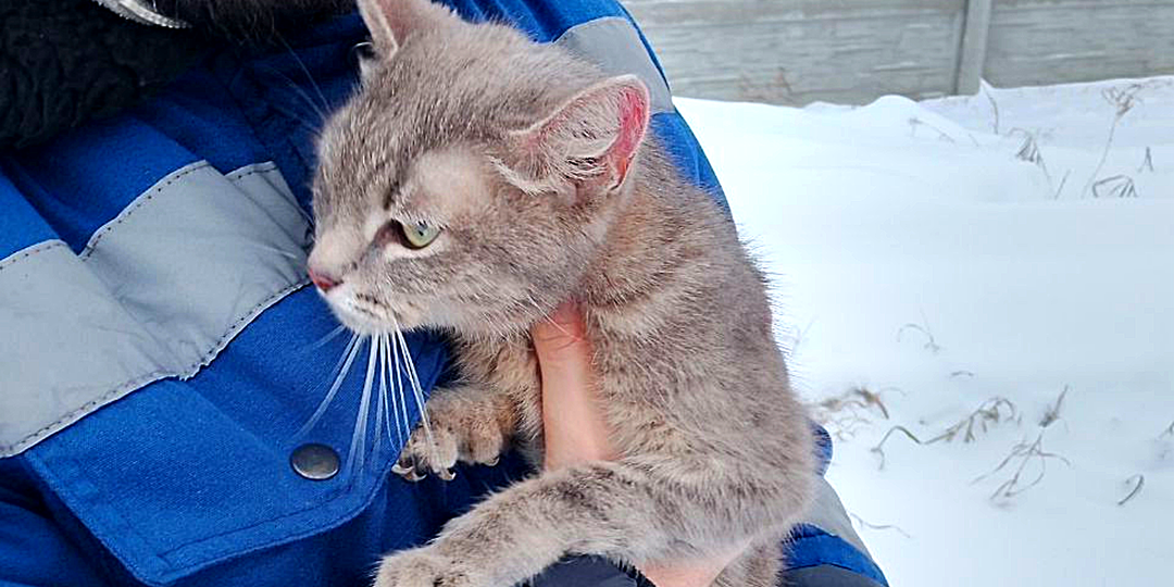 Верьте в чудеса, люди: кошку выкинули в -30, а она из прямо с мусорки уехала в новую семью