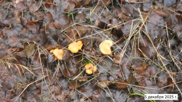 Предзимье в Керженском заповеднике, 05.12.2025