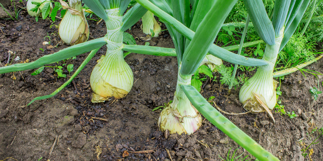 Выращиваем сладкий лук Эксибишен