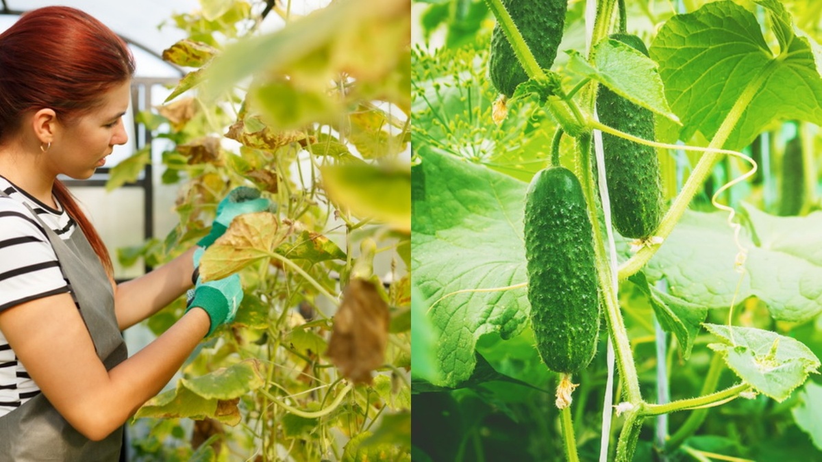 Разница очевидна - слева мои растения после триходермы, справа соседские после дорогих препаратов