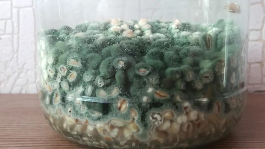 Размножаю домашнюю триходерму на перловке за 5 дней. Соседи удивляются урожаю без химических обработок