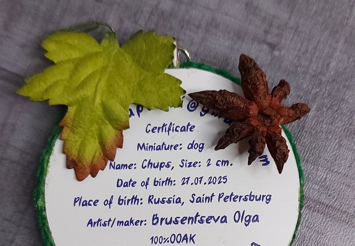 Важный щенячий документ. Фото автора канала