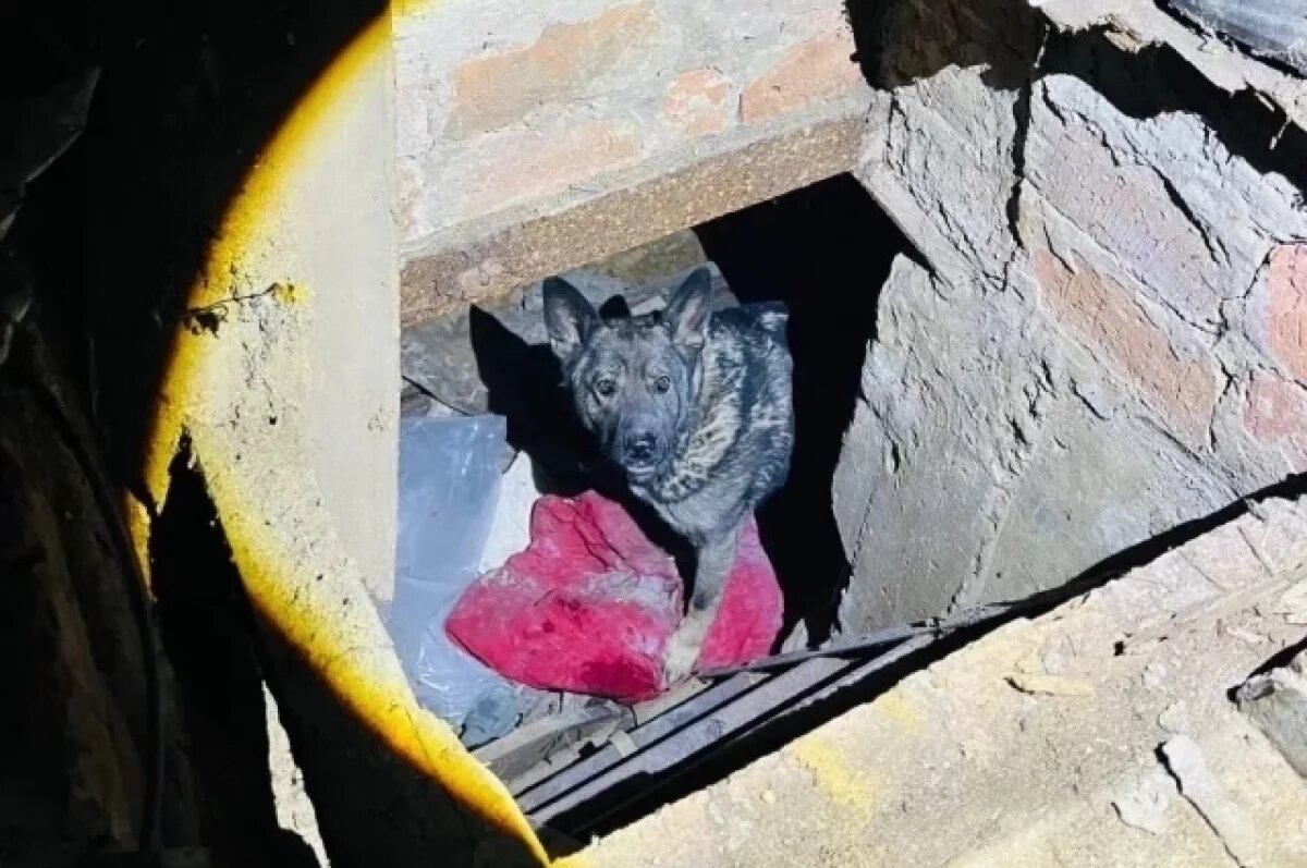    В Удмуртии спасатели помогли собаке, провалившейся в яму