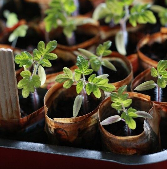 Когда и какие виды рассады следует сажать?