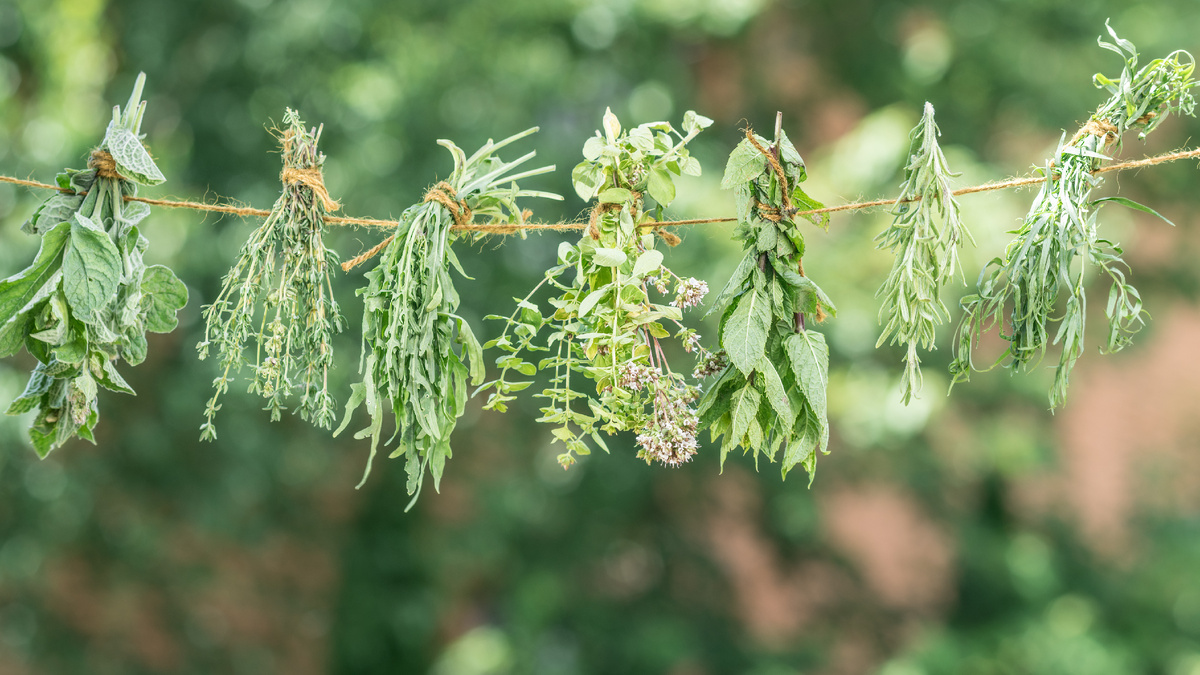 Началось все с желания обустроить ароматную грядку на участке. 