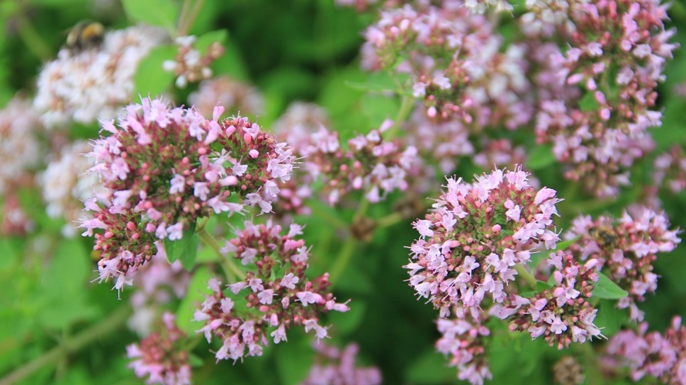 Орегано за 350 рублей растет на каждой заброшенной даче