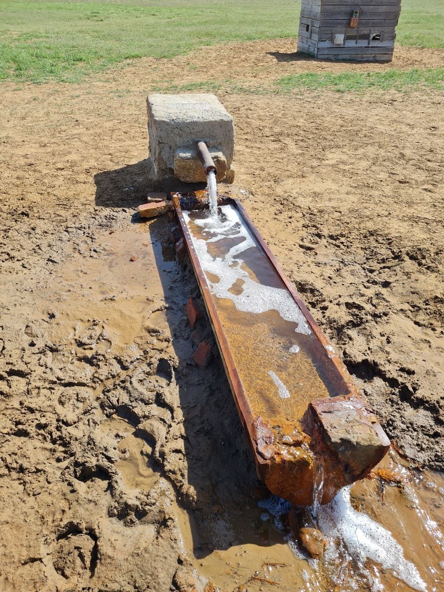 Водопой у скважины на территории заповедника "Черные земли"