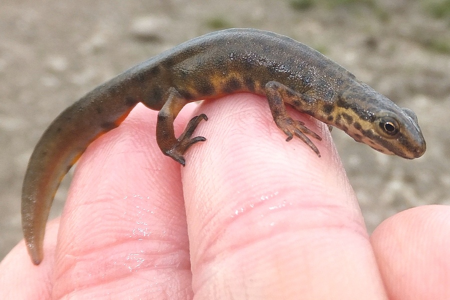 Этот малыш скрывает больше тайн, чем кажется на первый взгляд.