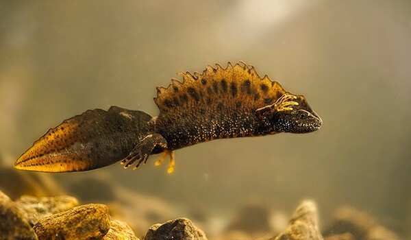 Потерять лапу для тритона — временная неурядица, а не трагедия.