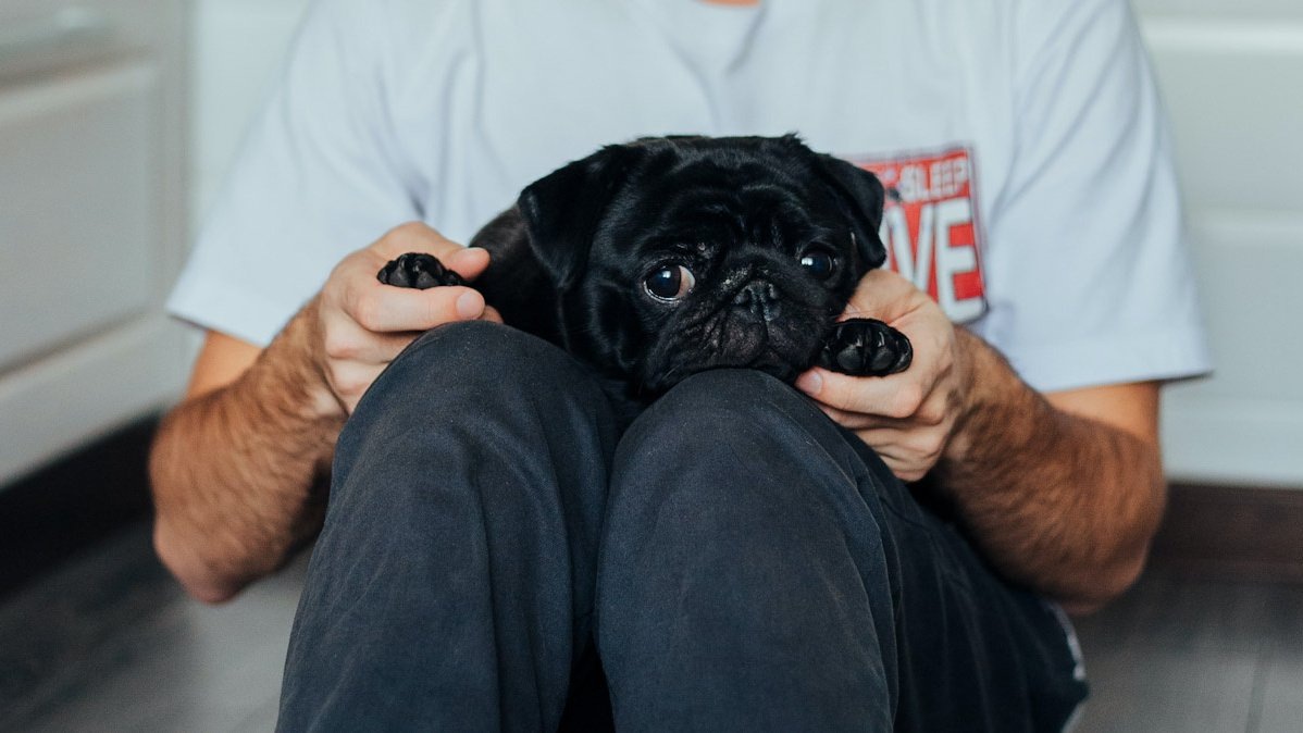    Слабое место брахицефалов — дыхательные пути