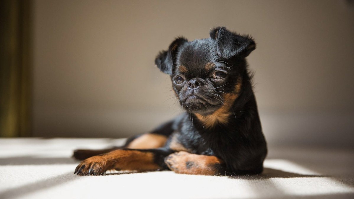    К брахицефалам относятся сразу несколько групп пород