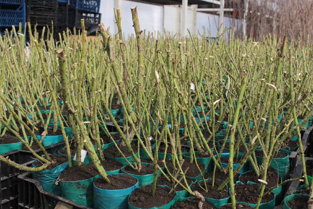 Высаживаем розы для ПВЗ